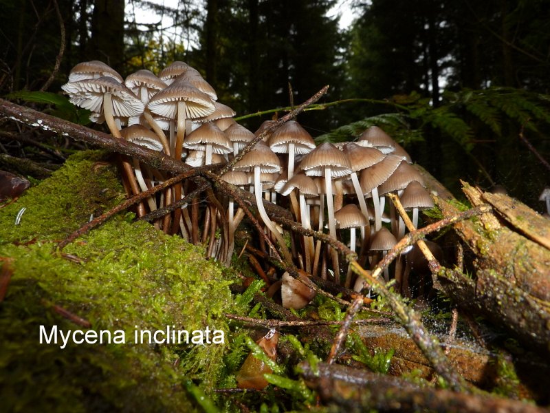 Mycena inclinata-amf1329.jpg - Mycena inclinata ; Syn: Mycena calopus ; Nom français: Mycène inclinée